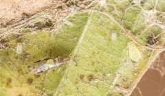 Sarucallis kahawaluokalani