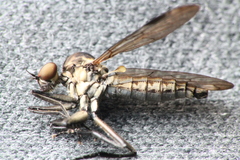 Homalocnemis