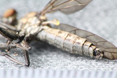 Homalocnemis