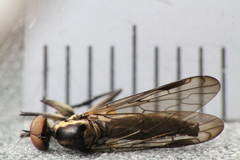 Homalocnemis