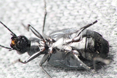 Actenonyx bembidioides