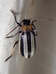 Acalymma trivittatum