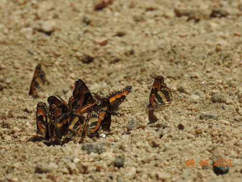 California Patch photo 4