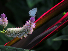 Megisba malaya sikkima