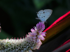 Megisba malaya sikkima