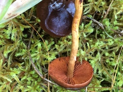 Cortinarius smithii