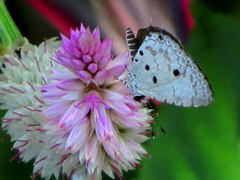 Megisba malaya sikkima