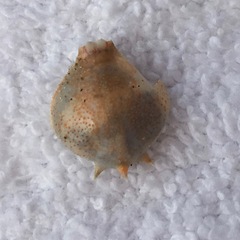 Persephona aquilonaris