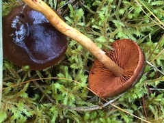 Cortinarius smithii