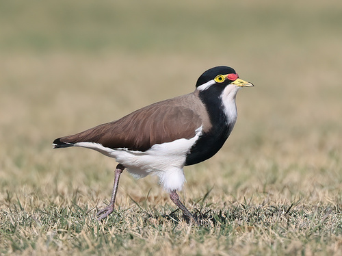Banded Lapwing