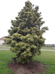Podocarpus acutifolius