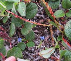 Gentiana prostrata