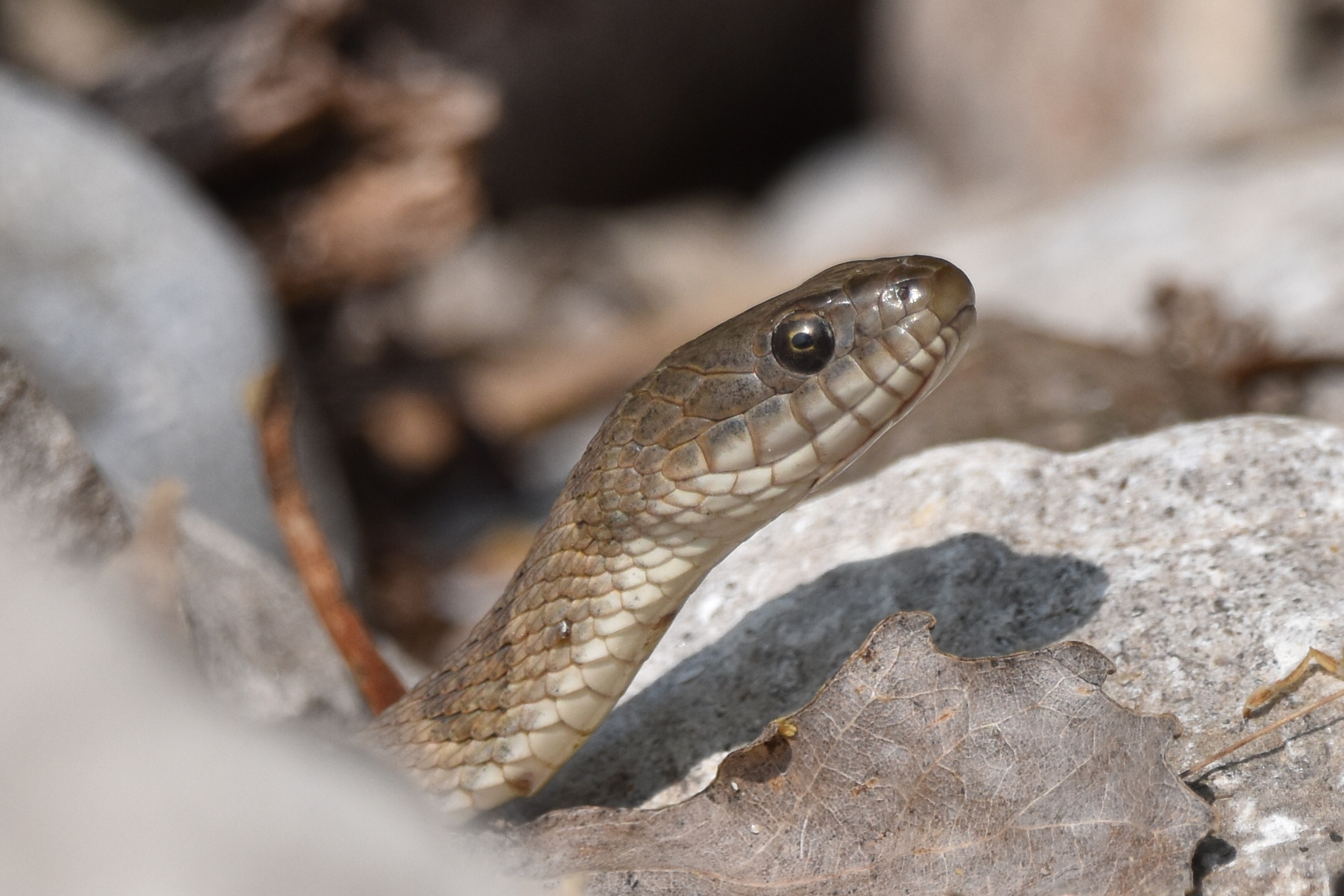 Nerodia sipedon insularum (Conant & Clay, 1937)