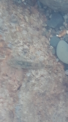 Gobiomorphus cotidianus