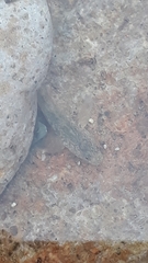 Gobiomorphus cotidianus