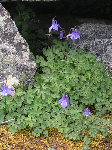 Aquilegia borodinii, photograph 3