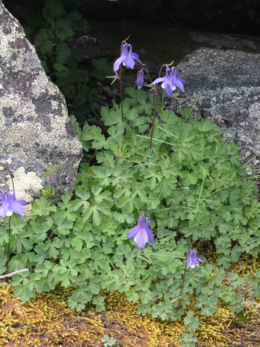 Aquilegia borodinii, photograph 4