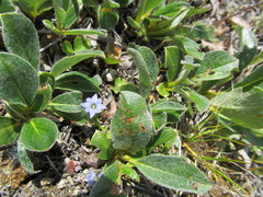 Gentiana prostrata