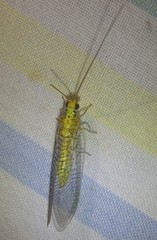 Italochrysa insignis