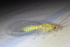 Italochrysa insignis