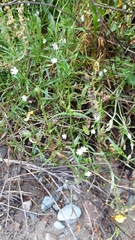 Stellaria alsine