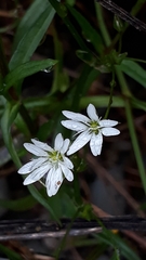 Stellaria alsine
