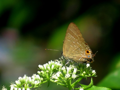 Deudorix epijarbas menesicles