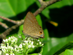 Deudorix epijarbas menesicles