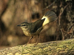 Buff-Rumped Warbler photo 2