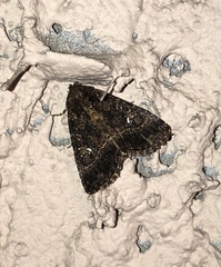 Condica albigera