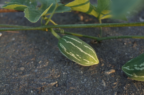 Ivy gourd