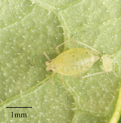 Myzus persicae