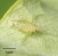 Myzus persicae
