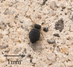 Sminthurinus atrapallidus