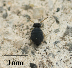 Sminthurinus atrapallidus