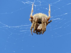 Eriophora edax
