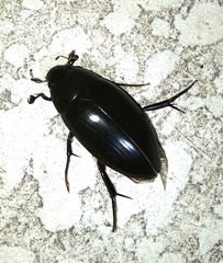 Hydrophilus insularis