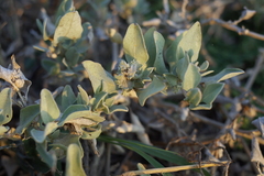 Atriplex maximowicziana