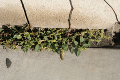 Amaranthus deflexus