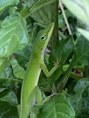 Anolis carolinensis