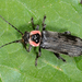 Atalantycha neglecta - Photo (c) Tom Murray, some rights reserved (CC BY-NC), uploaded by Tom Murray