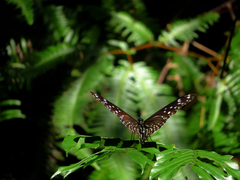 Euploea mulciber barsine