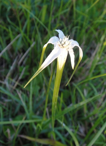 Rhynchospora colorata image