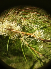 Hakea microcarpa