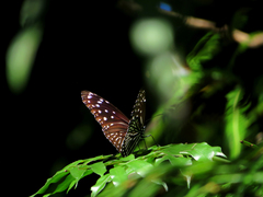Euploea mulciber barsine