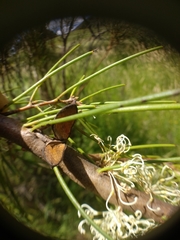 Hakea microcarpa