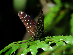 Euploea mulciber barsine