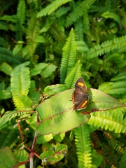 Heliophorus