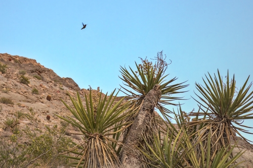 Anna's Hummingbird photographed in Nevada