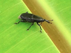 Odoiporus longicollis